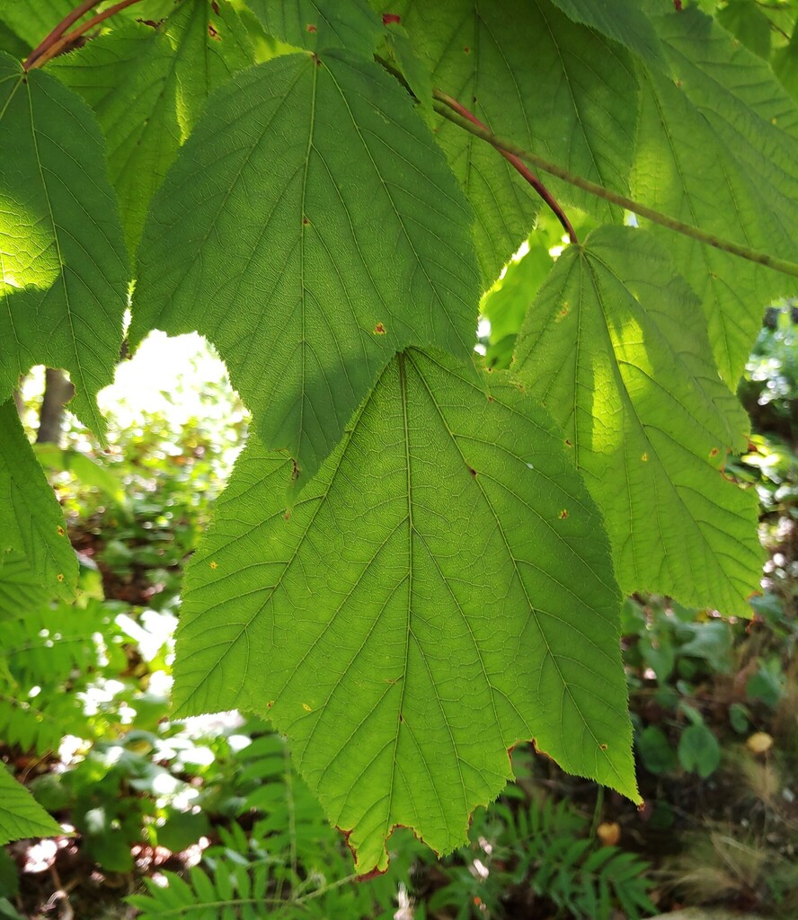 striped maple from Bar Harbor, ME, USA on August 23, 2023 at 07:45 AM ...