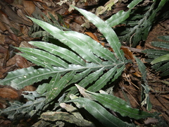 Blechnum patersonii