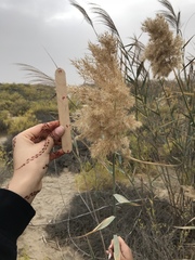 Phragmites australis
