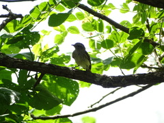 Myiopagis subplacens
