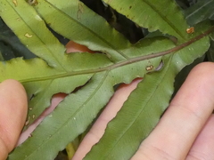 Blechnum patersonii