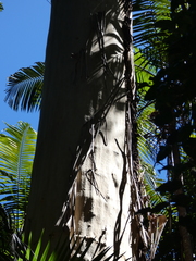 Eucalyptus grandis