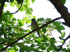 Myiopagis subplacens