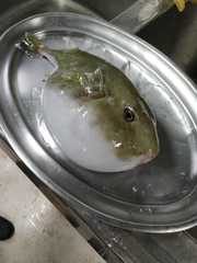 Sphoeroides pachygaster