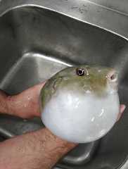 Sphoeroides pachygaster