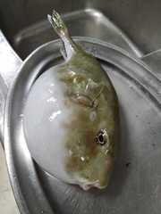 Sphoeroides pachygaster