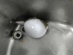 Sphoeroides pachygaster