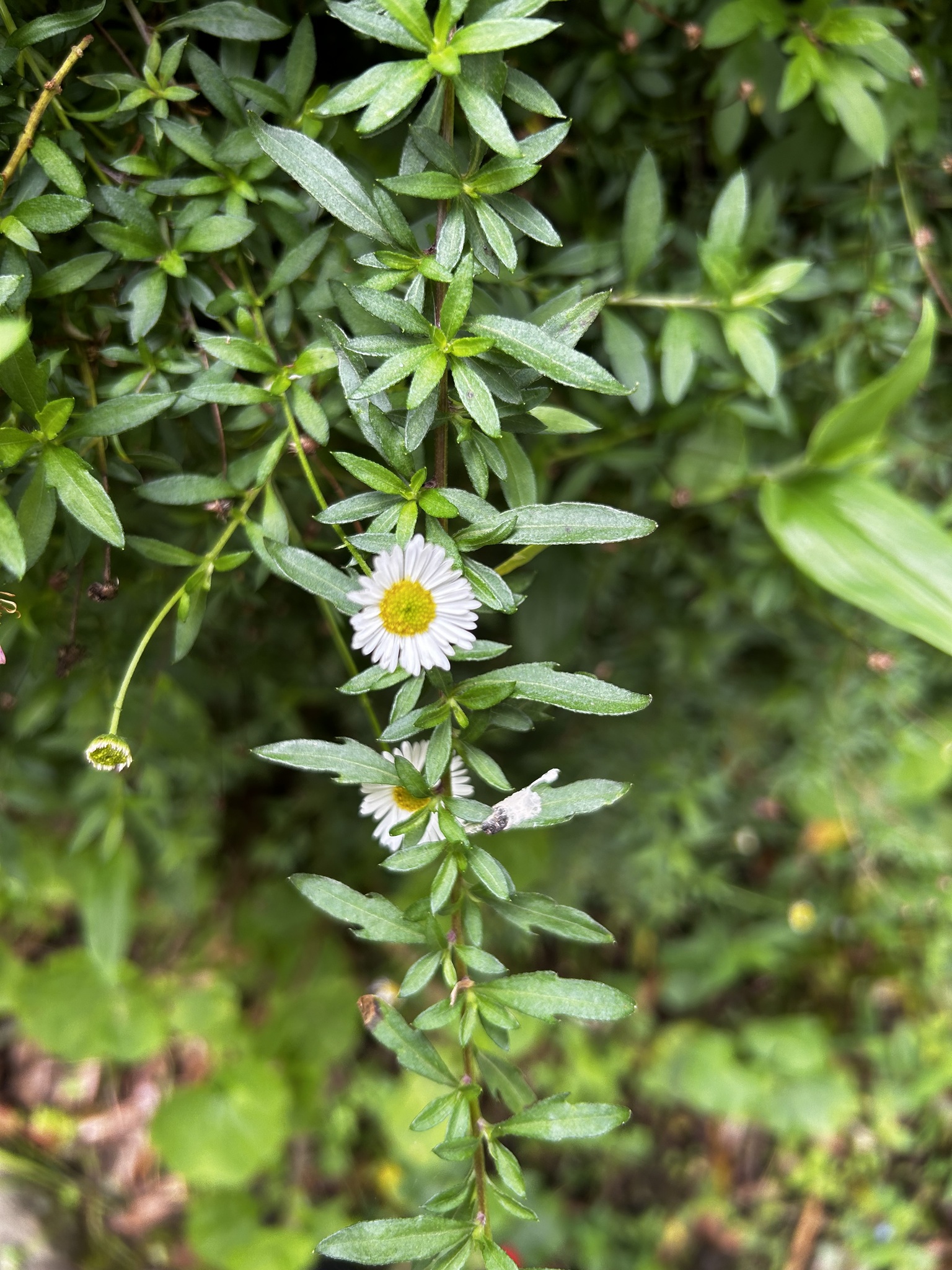 Erigeron karvinskianus image