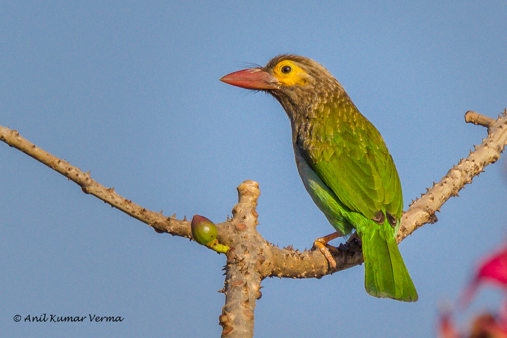 Brown-headed Barbet photo