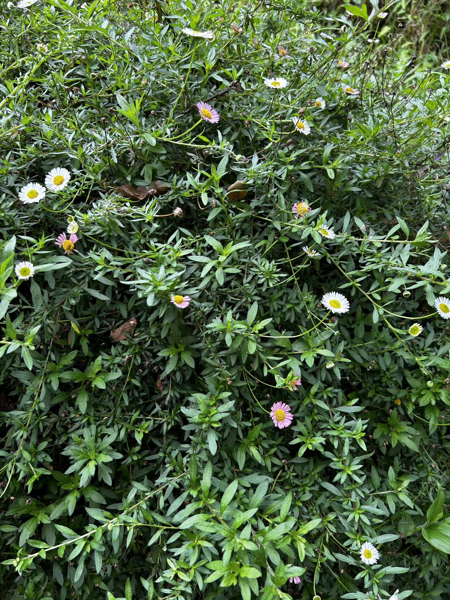 Erigeron karvinskianus image