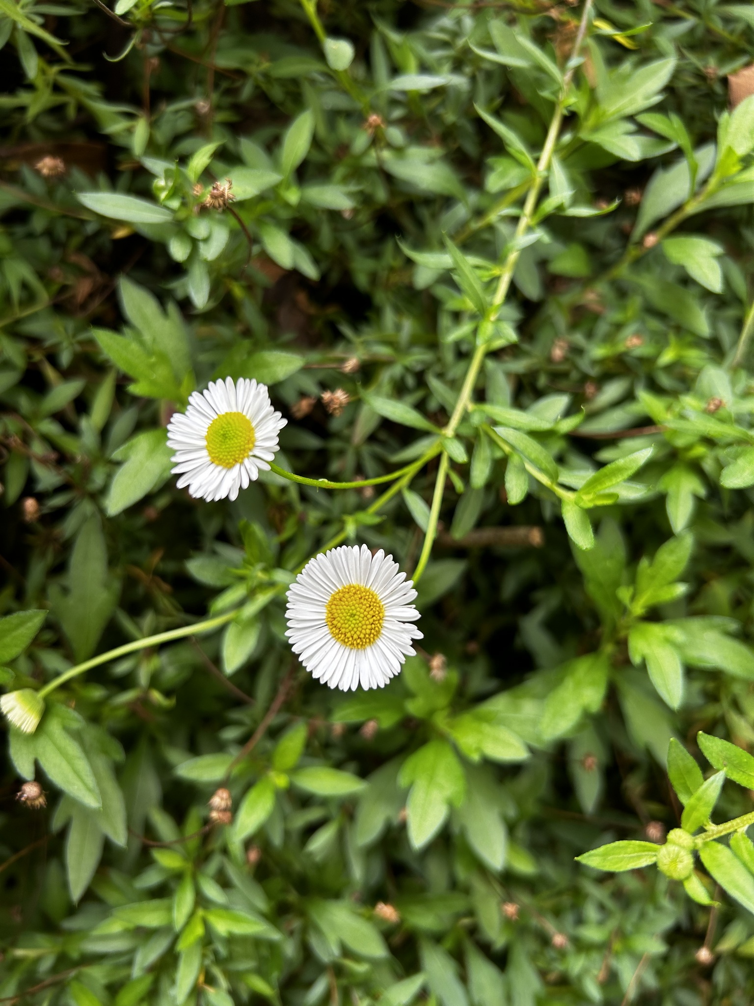 Erigeron karvinskianus image