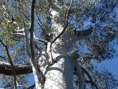Eucalyptus grandis
