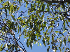 Eucalyptus grandis