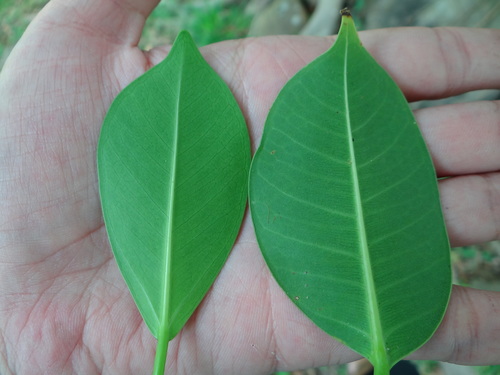 Ficus benjamina