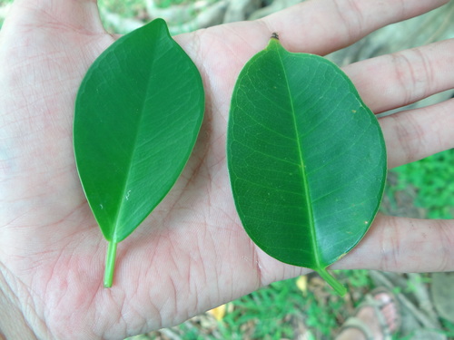 Ficus benjamina