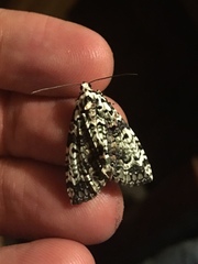 Triptiloides esmeralda