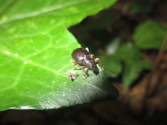 Laparocerus excavatus