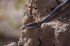 Naja savannula