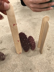 Cynomorium coccineum