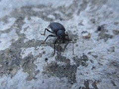 Laparocerus tibialis