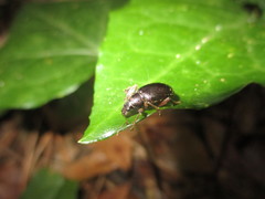 Laparocerus excavatus