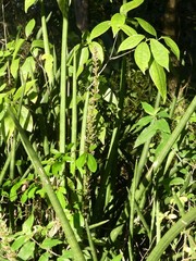 Sansevieria cylindrica