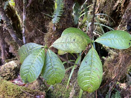 Psychotria hawaiiensis