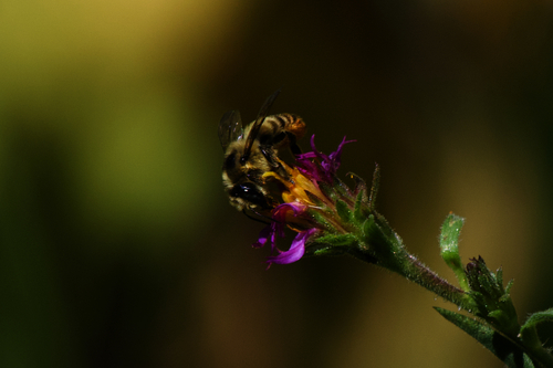 Image of Eurybia integrifolia by (c) Arvel Hernandez, some rights reserved (CC BY)