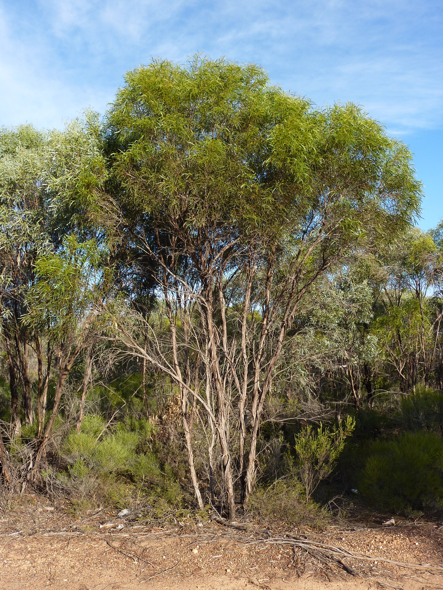 Eucalyptus viridis