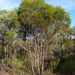 Green Mallee - Photo (c) Dean Nicolle, some rights reserved (CC BY-NC), uploaded by Dean Nicolle