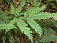 Adiantum silvaticum
