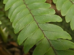 Adiantum silvaticum