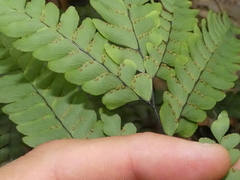 Adiantum silvaticum