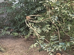 Passer domesticus