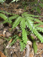 Adiantum silvaticum