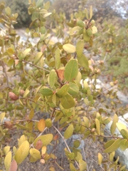 Colliguaja odorifera