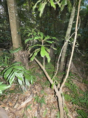 Anopterus macleayanus