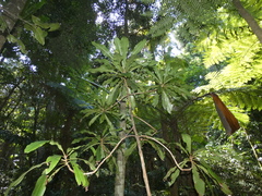 Anopterus macleayanus