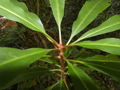 Anopterus macleayanus