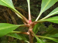 Anopterus macleayanus