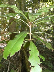 Anopterus macleayanus