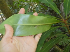 Anopterus macleayanus