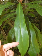 Anopterus macleayanus