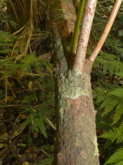 Anopterus macleayanus