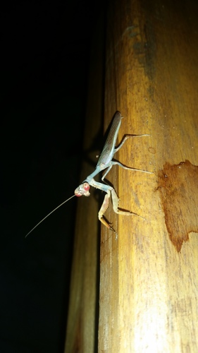 Parasphendale affinis