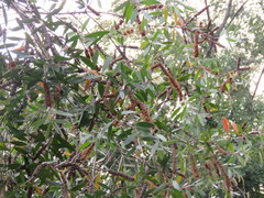 Melaleuca cajuputi cumingiana