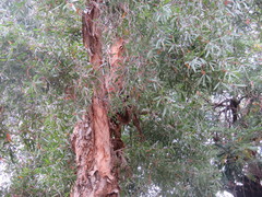 Melaleuca cajuputi cumingiana