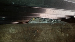 Chondrodactylus turneri