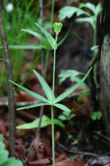 Fritillaria maximowiczii