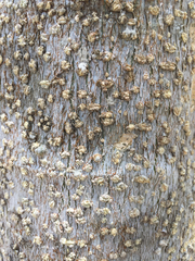 Erythrostemon yucatanensis